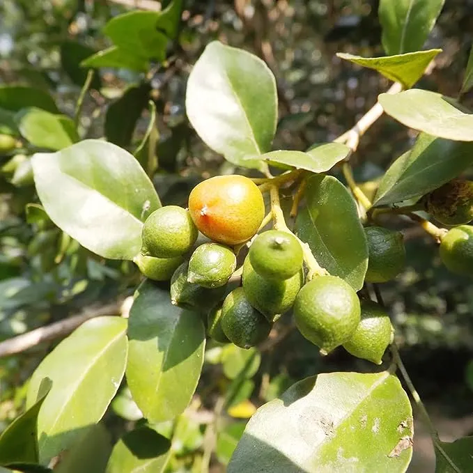 Murraya paniculata Seeds – Orange Jessamine Evergreen Shrub for Hedges, Screens & Patio Containers