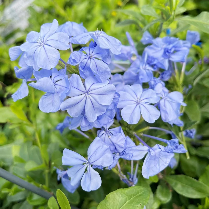 10 Pcs Blue Plumbago Seeds | Flowering Shrub | Vibrant Blue Flowers | Attracts Pollinators | Drought Tolerant & Low Maintenance | Ideal for Gardens and Landscapes