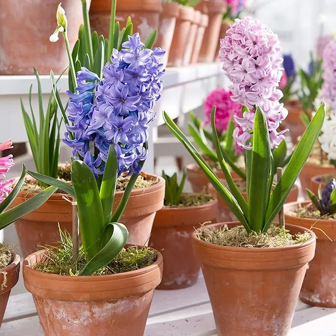Hyacinth Seeds - Hyacinthus Orientalis, Perennial & Non-GMO, Low Maintenance with Exotic Eye Appeal - 100 Pcs