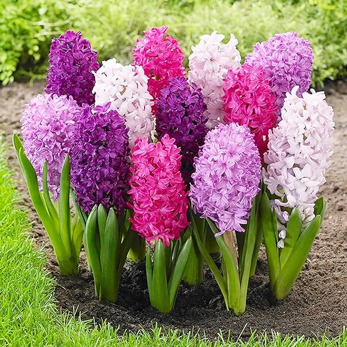 Hyacinth Seeds - Hyacinthus Orientalis, Perennial & Non-GMO, Low Maintenance with Exotic Eye Appeal - 100 Pcs