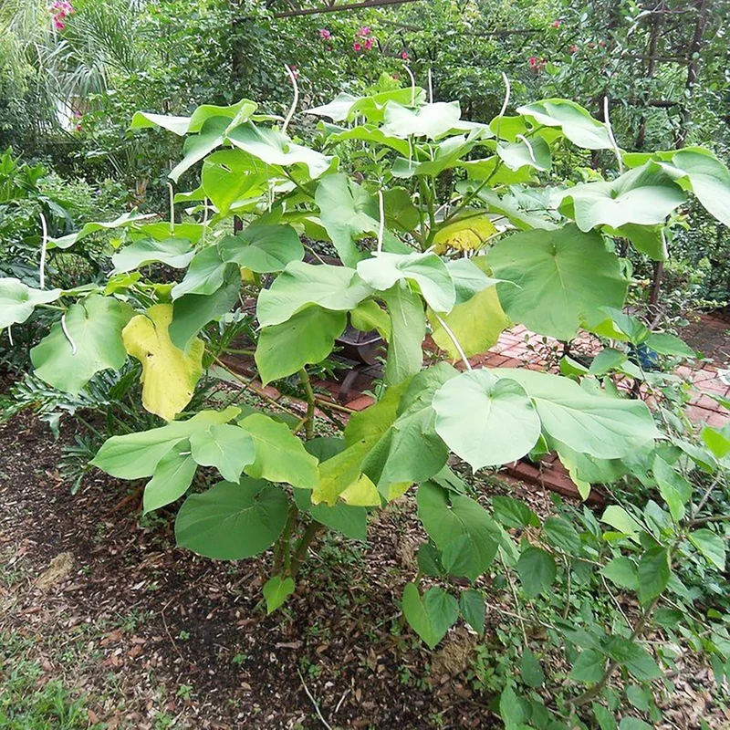 Piper Auritum Seeds Mexican Pepperleaf, Root Beer Plant,Tropical Climbing Perennial for Borders, Beds, Patio and Containers