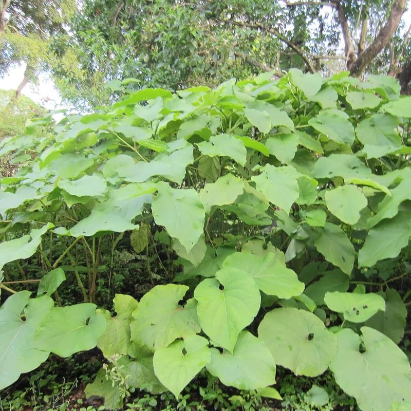 Piper Auritum Seeds Mexican Pepperleaf, Root Beer Plant,Tropical Climbing Perennial for Borders, Beds, Patio and Containers