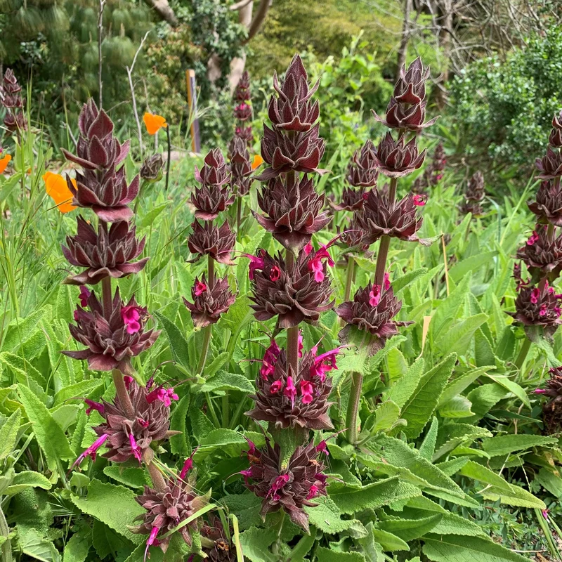 10 Pcs Salvia Spathacea Seeds Hummingbird Sage Perennial And Low Maintenance Fragrant, Deer And Drought Resistant Attracts Pollinators Perfect for Beds, Borders And Outdoor Gardens