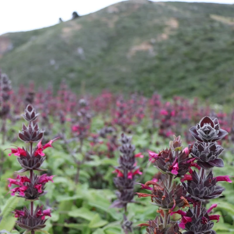 10 Pcs Salvia Spathacea Seeds Hummingbird Sage Perennial And Low Maintenance Fragrant, Deer And Drought Resistant Attracts Pollinators Perfect for Beds, Borders And Outdoor Gardens