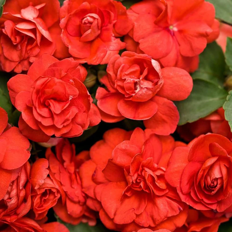 Double Impatiens Seeds Heat Tolerant, Well Branched Perennial, Grow as Annuals for Beds, Borders And Containers