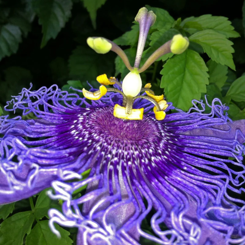 Passiflora Incarnata Seeds Purple Passion Flower Maypop, Fast Growing Perennial Vine, Winter Hardy