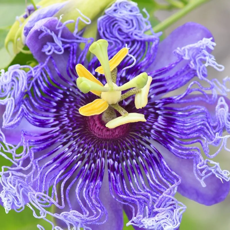 Passiflora Incarnata Seeds Purple Passion Flower Maypop, Fast Growing Perennial Vine, Winter Hardy