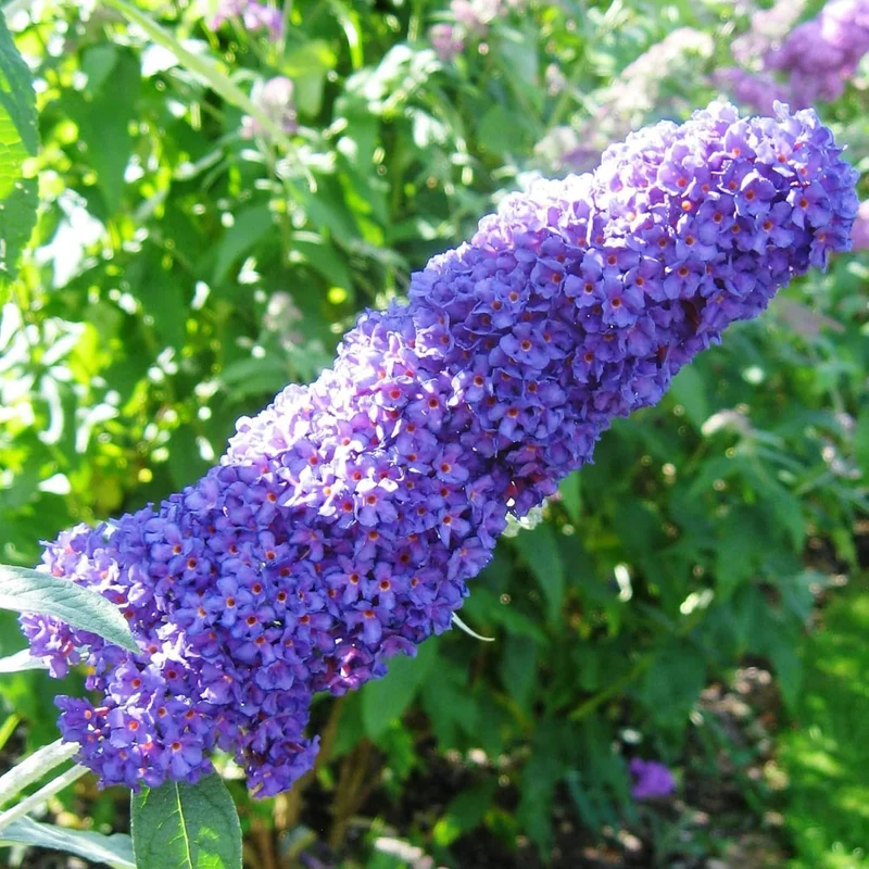 Purple Butterfly Bush Seeds – Buddleia Davidii Fragrant Fast-Growing Shrub