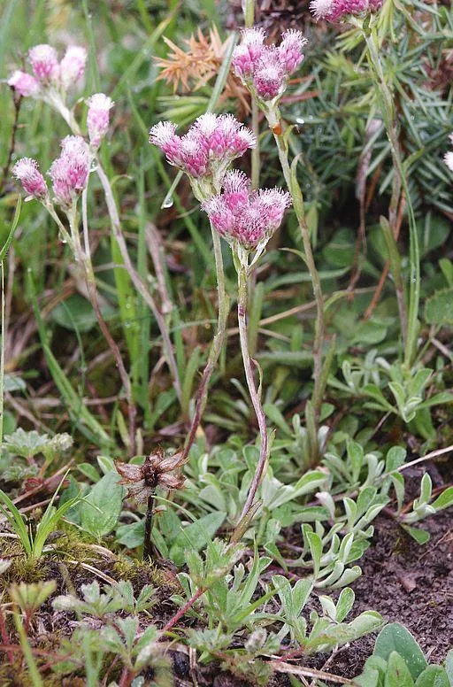 Rosenkranz (Antennaria dioica)