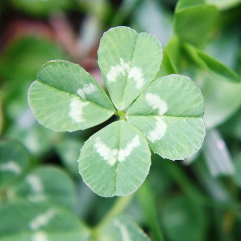 Four Leaf Clover Seeds Perennial GMO Free Ground Cover for Beds, Borders, Patio, Container, Potted Indoor And Outdoor Decor