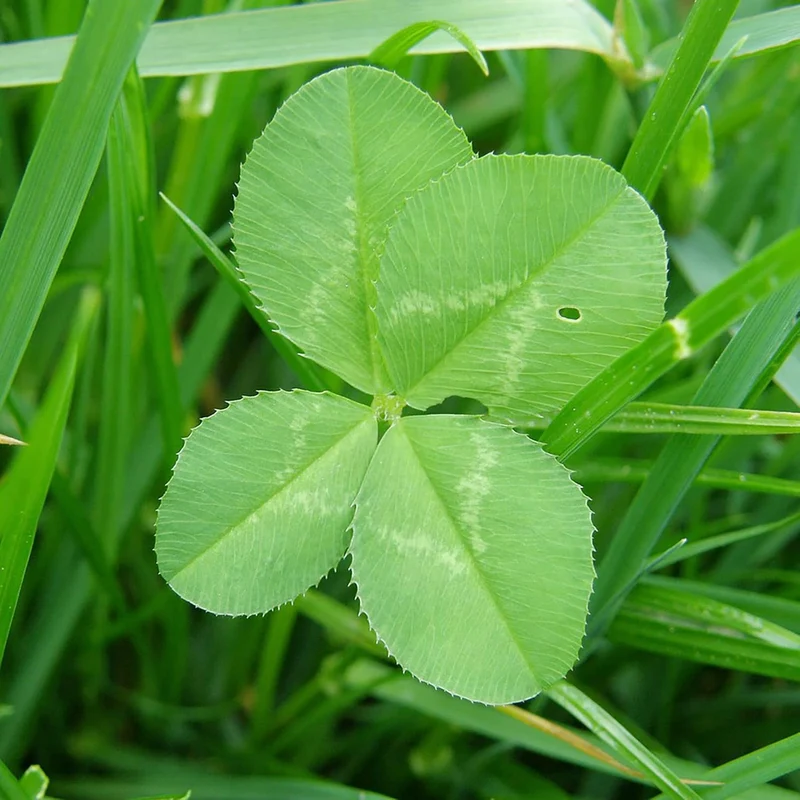 Four Leaf Clover Seeds Perennial GMO Free Ground Cover for Beds, Borders, Patio, Container, Potted Indoor And Outdoor Decor