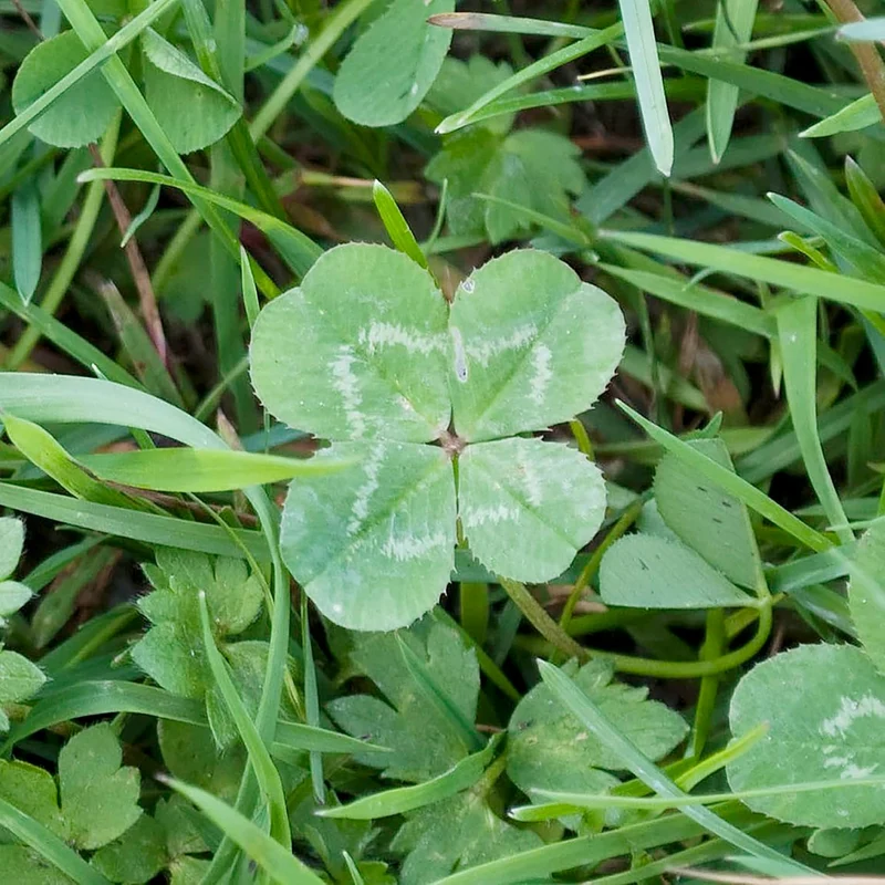 Four Leaf Clover Seeds Perennial GMO Free Ground Cover for Beds, Borders, Patio, Container, Potted Indoor And Outdoor Decor