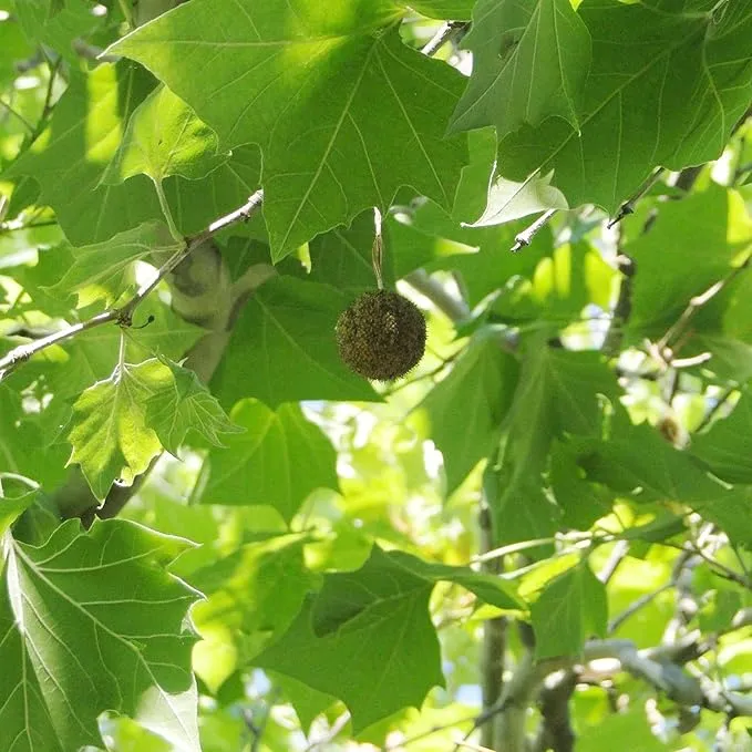 Sycamore Tree Seeds – Fast-Growing, Hardy Shade Tree for Outdoor Planting