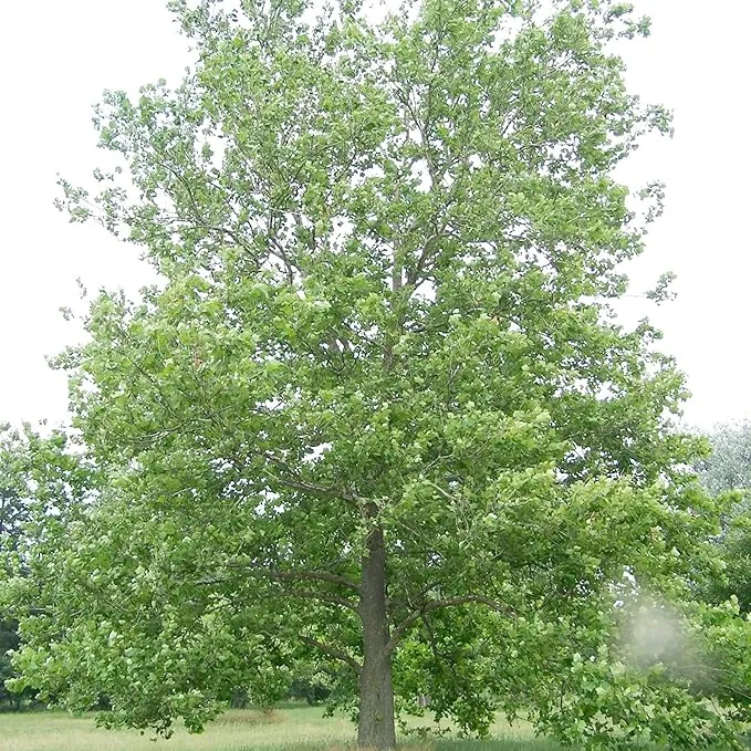 Sycamore Tree Seeds – Fast-Growing, Hardy Shade Tree for Outdoor Planting