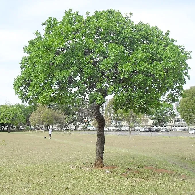 Sycamore Tree Seeds – Fast-Growing, Hardy Shade Tree for Outdoor Planting