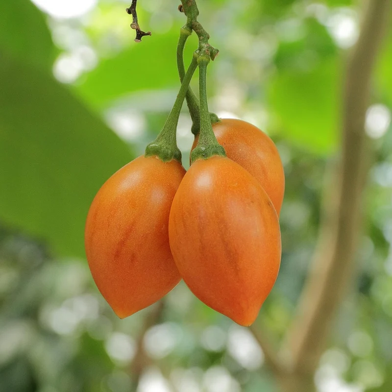 Solanum Seeds (Tree Tomato, ) Perennial Herbaceous Shrub, Self Pollinating, Outdoor Patio Fruit And Berries