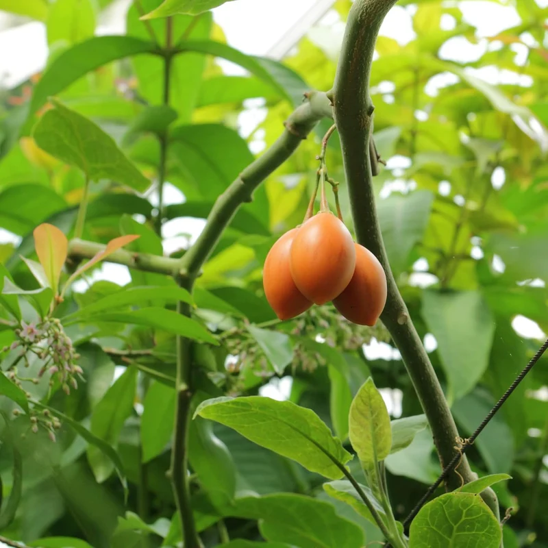 Solanum Seeds (Tree Tomato, ) Perennial Herbaceous Shrub, Self Pollinating, Outdoor Patio Fruit And Berries