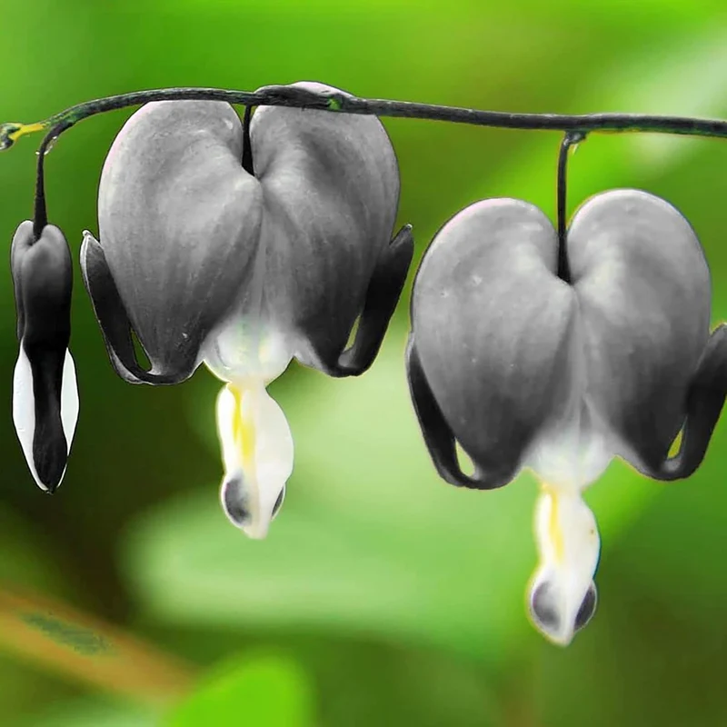 Black Bleeding Heart Seeds Perennial Cut Flowers, Deer And Rabbit Resistant, Attracts Butterflies, Ideal for Beds And Borders