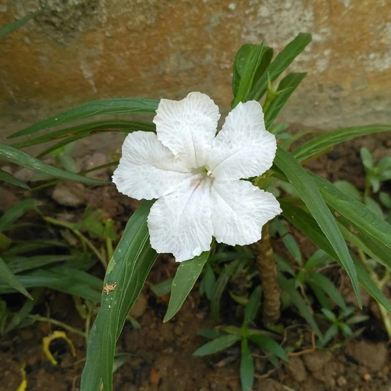 White Mexican Petunias Seeds – Heat & Humidity Tolerant Herbaceous Perennial for Outdoor Gardens