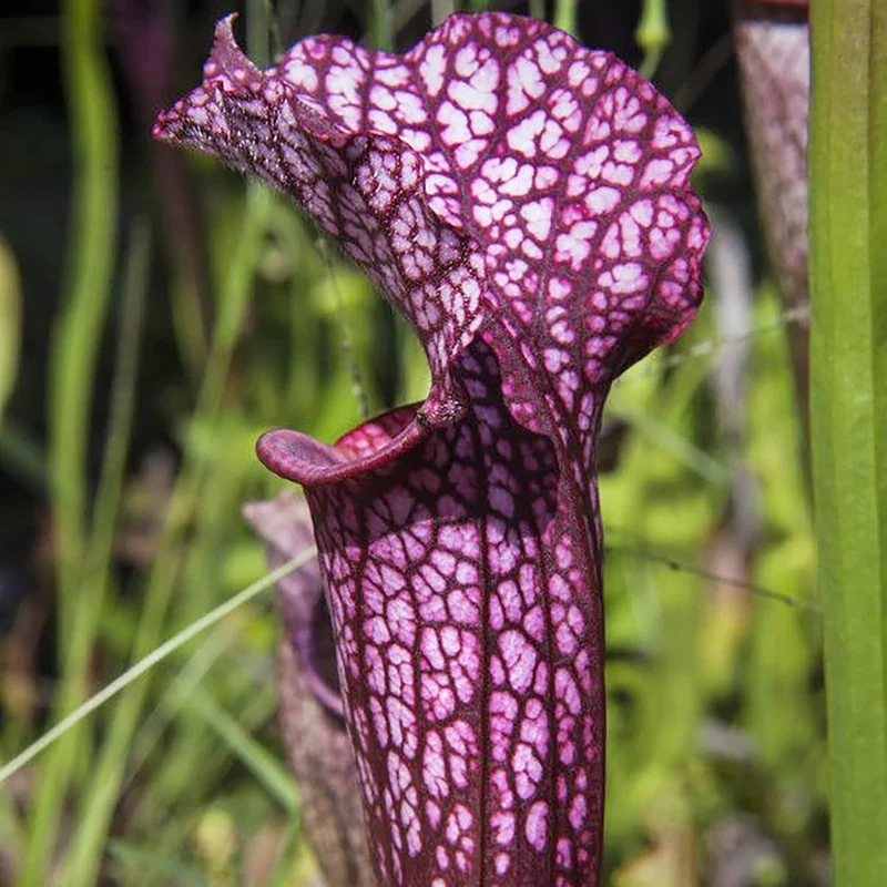 Sarracenia Purpurea Seeds – Purple Pitcher Plant for Outdoor Gardening