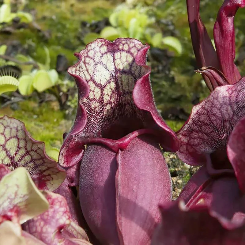 Sarracenia Purpurea Seeds – Purple Pitcher Plant for Outdoor Gardening
