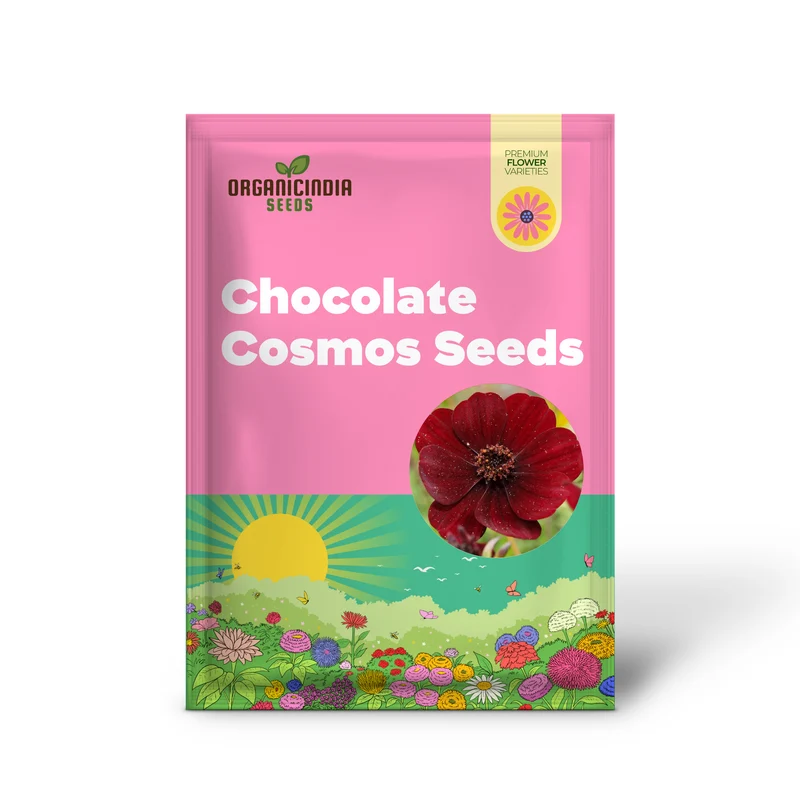 Chocolate Cosmos Seeds Cosmos Atrosanguineus Perennial with Chocolate Fragrance, Butterfly Attracting Ornamental Flower for Gardens And Containers