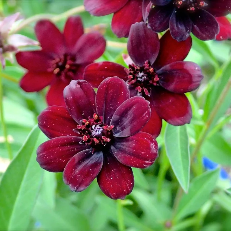 Chocolate Cosmos Seeds Cosmos Atrosanguineus Perennial with Chocolate Fragrance, Butterfly Attracting Ornamental Flower for Gardens And Containers
