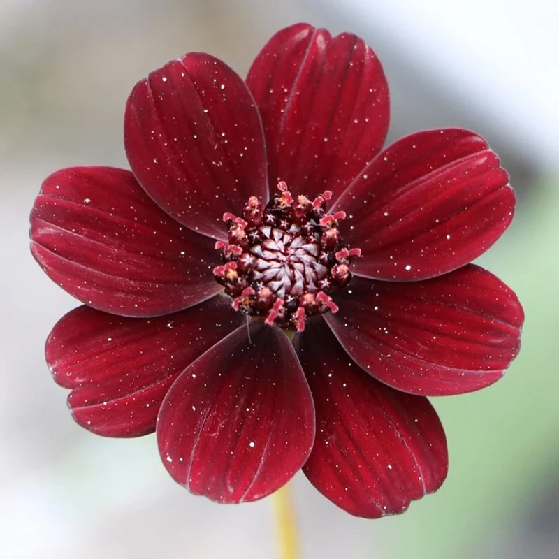 Chocolate Cosmos Seeds Cosmos Atrosanguineus Perennial with Chocolate Fragrance, Butterfly Attracting Ornamental Flower for Gardens And Containers