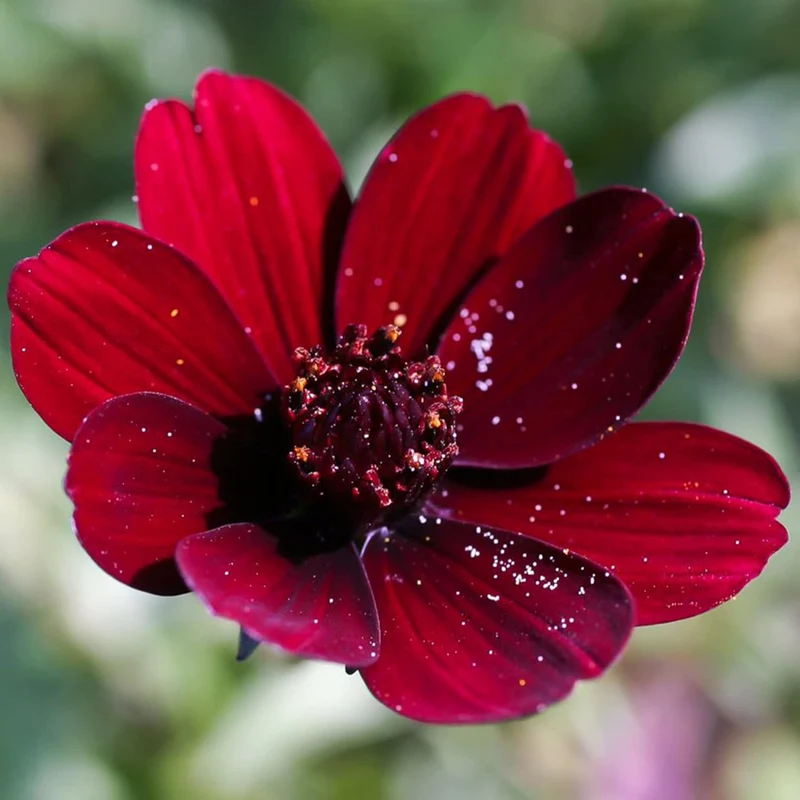 Chocolate Cosmos Seeds Cosmos Atrosanguineus Perennial with Chocolate Fragrance, Butterfly Attracting Ornamental Flower for Gardens And Containers