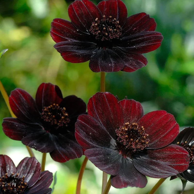 Chocolate Cosmos Seeds Cosmos Atrosanguineus Perennial with Chocolate Fragrance, Butterfly Attracting Ornamental Flower for Gardens And Containers