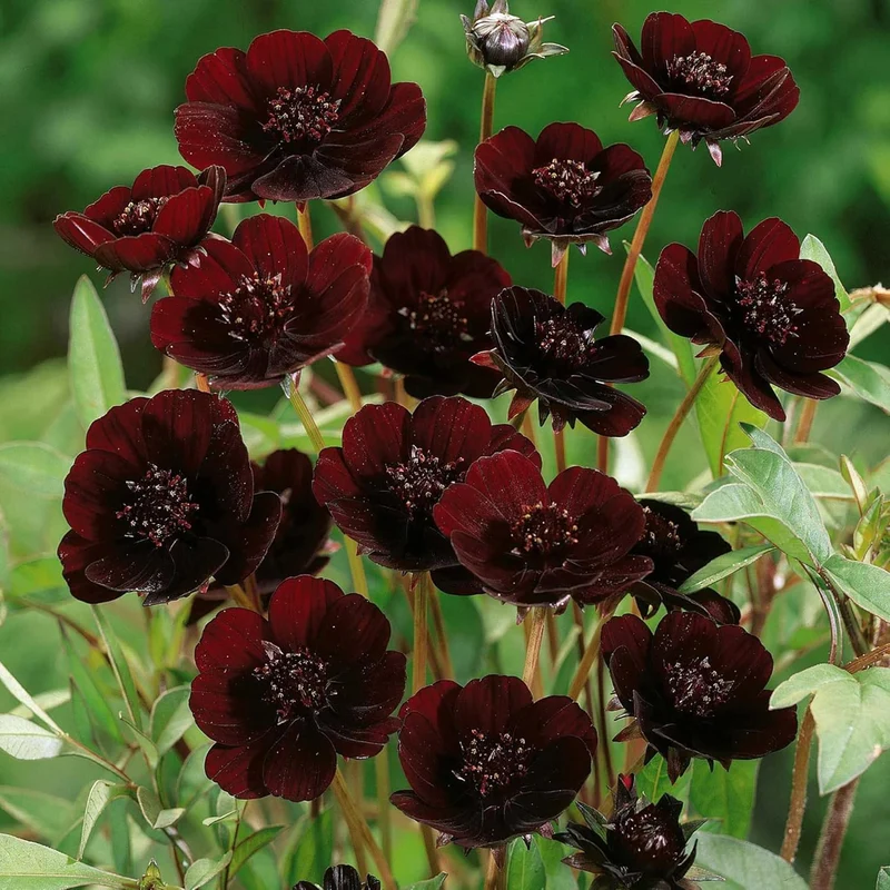 Chocolate Cosmos Seeds Cosmos Atrosanguineus Perennial with Chocolate Fragrance, Butterfly Attracting Ornamental Flower for Gardens And Containers