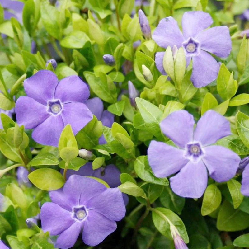 40Pcs Periwinkle Seeds | Low-Growing Evergreen Perennial | Ground Covers | Drought Tolerant | Attracts Butterflies | Borders Outdoor