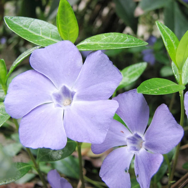 40Pcs Periwinkle Seeds | Low-Growing Evergreen Perennial | Ground Covers | Drought Tolerant | Attracts Butterflies | Borders Outdoor