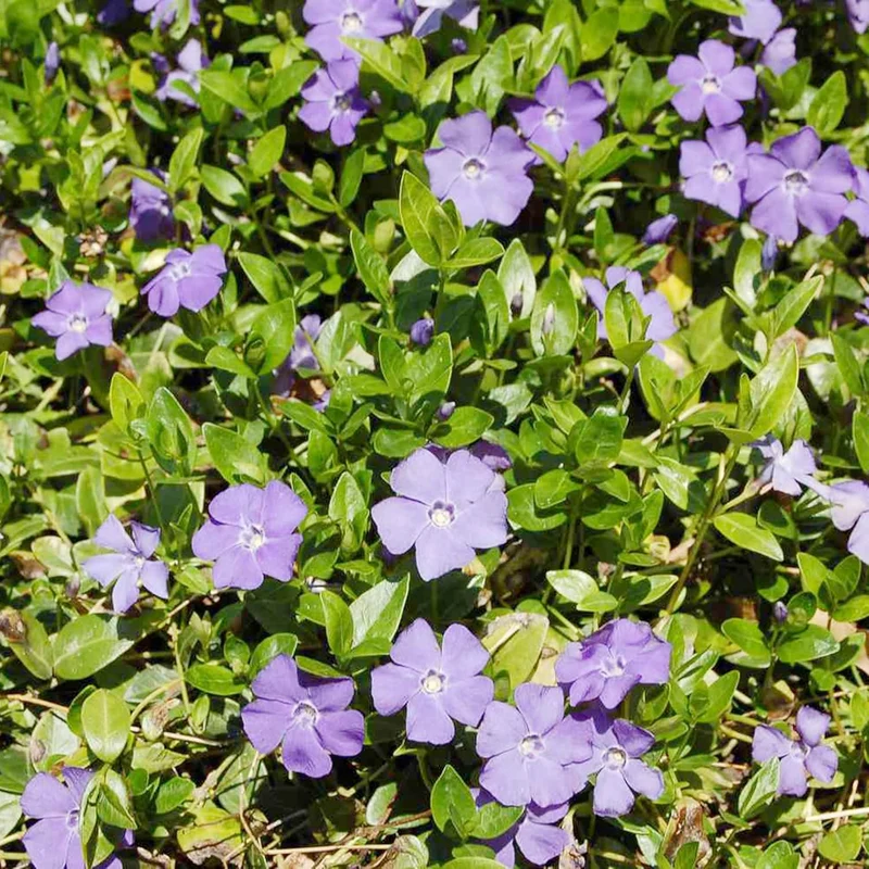 40Pcs Periwinkle Seeds | Low-Growing Evergreen Perennial | Ground Covers | Drought Tolerant | Attracts Butterflies | Borders Outdoor