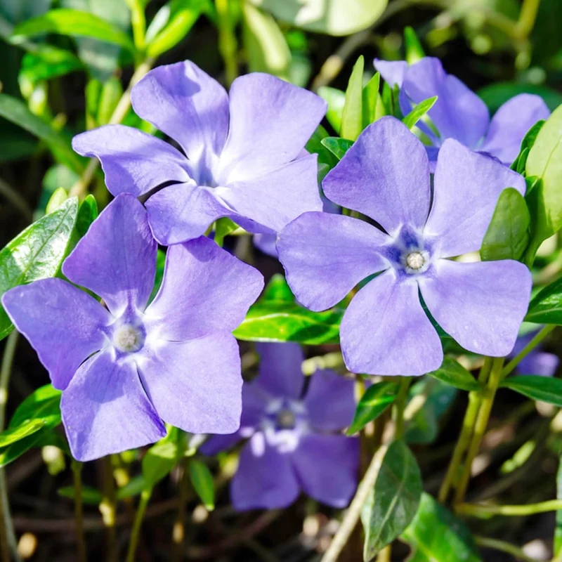 40Pcs Periwinkle Seeds | Low-Growing Evergreen Perennial | Ground Covers | Drought Tolerant | Attracts Butterflies | Borders Outdoor