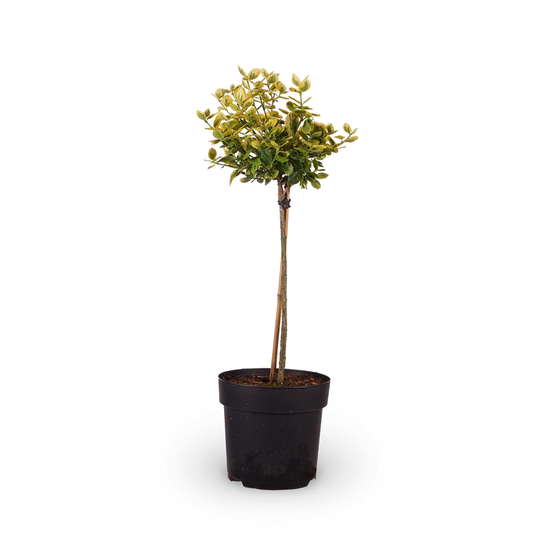 Euonymus fortunei 'Emerald'n Gold'