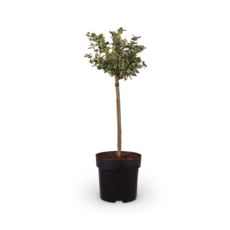 Euonymus fortunei 'Emerald'n Gold'