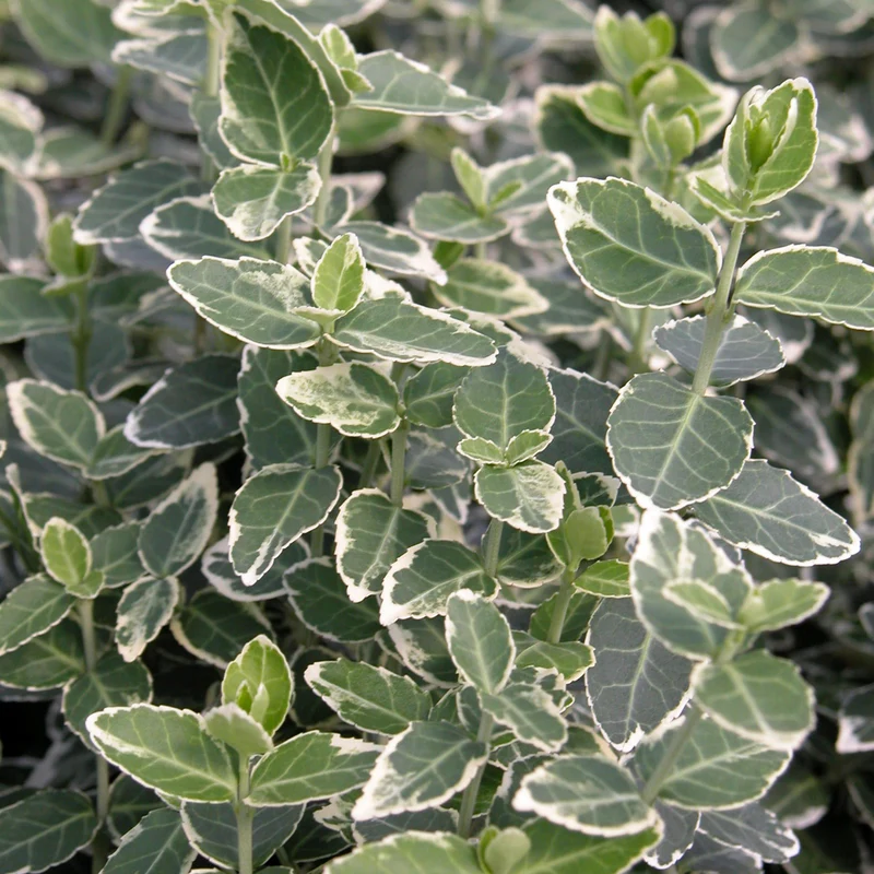 Euonymus fortunei 'Emerald'n Gold'