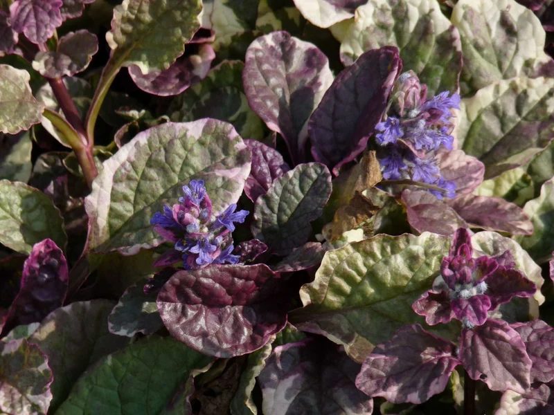 Kriechender Schwarzgrüner Ajuga (Ajuga reptans 'Burgundy Glow')