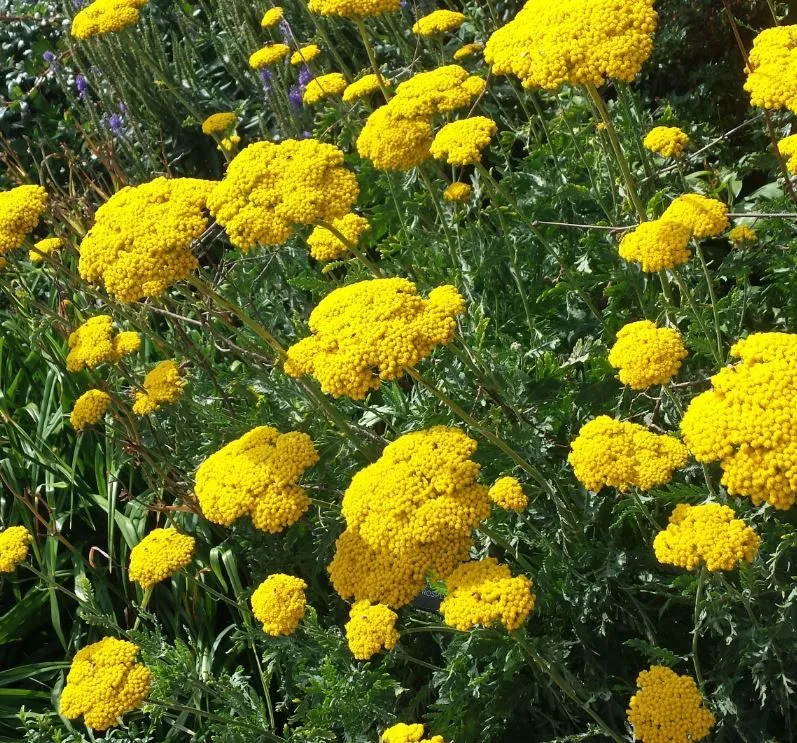 Schafgarbe (Achillea filipendulina Cloth of Gold)