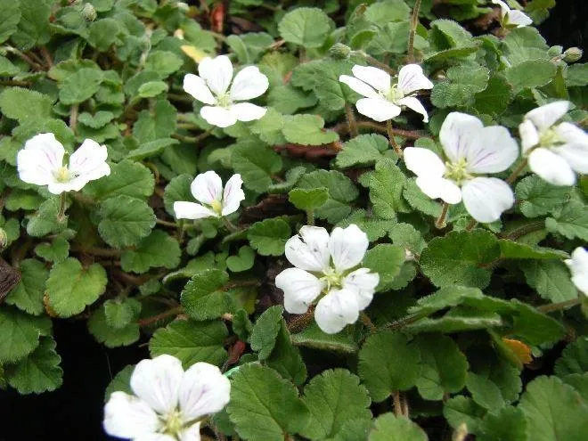 Reiherschnabel (Erodium reichardii 'Album')