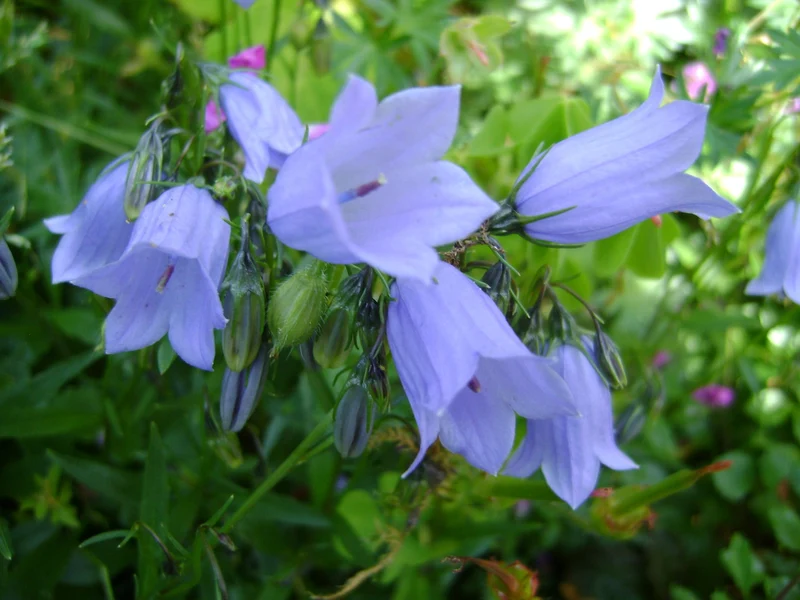 Rasenbildende Glockenblume (Campanula cochleariifolia 'Blue Baby')