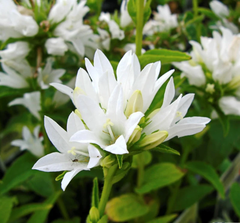 Büschelglockenblume (Campanula glomerata 'Schneekrone')