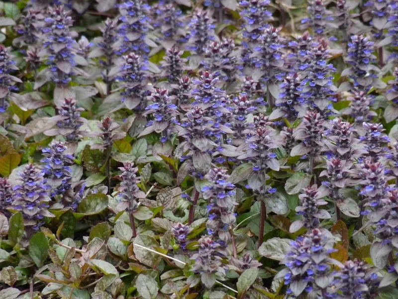 Kriechender Schwarzgrüner Ajuga (Ajuga reptans 'Atropurpurea')