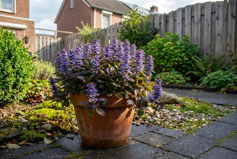 Kriechender Schwarzgrüner Ajuga (Ajuga reptans 'Atropurpurea')
