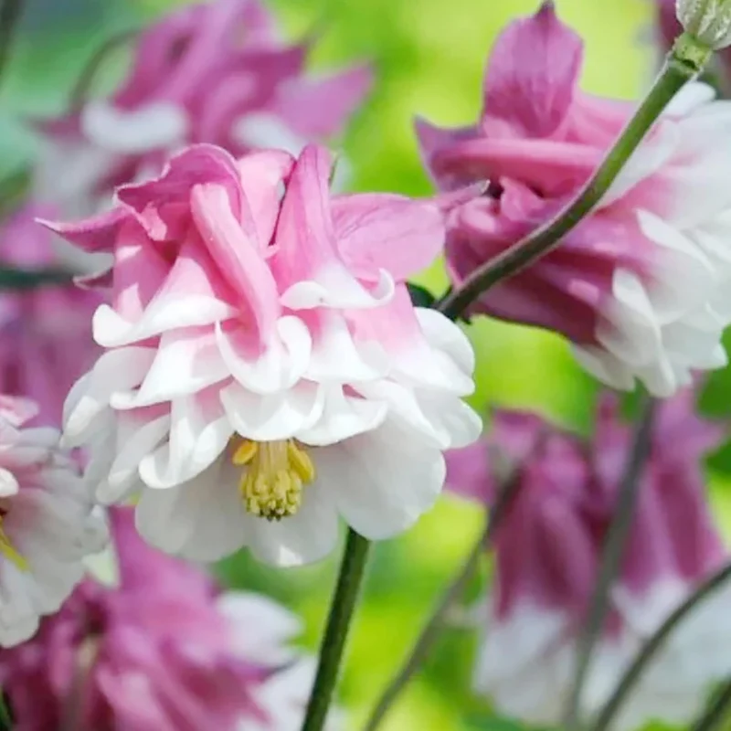 Pink Petticoat Columbine Seeds Perennial Hardy Flower Deer And Rabbit Resistant Low Maintenance And GMO-Free Perfect for Potted Plants, Borders, and Outdoor Gardens