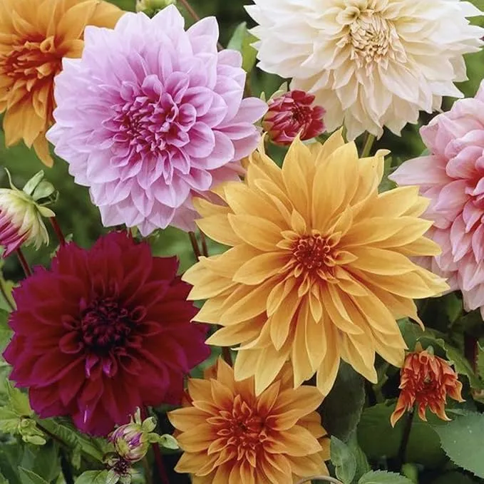 Dinnerplate Dahlia Seeds - Cut Flowers, Ornamental, Attracts Pollinators for Garden & Patio Bed