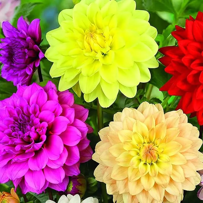 Dinnerplate Dahlia Seeds - Cut Flowers, Ornamental, Attracts Pollinators for Garden & Patio Bed