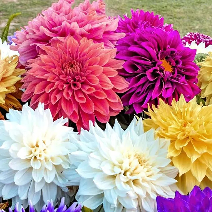 Dinnerplate Dahlia Seeds - Cut Flowers, Ornamental, Attracts Pollinators for Garden & Patio Bed
