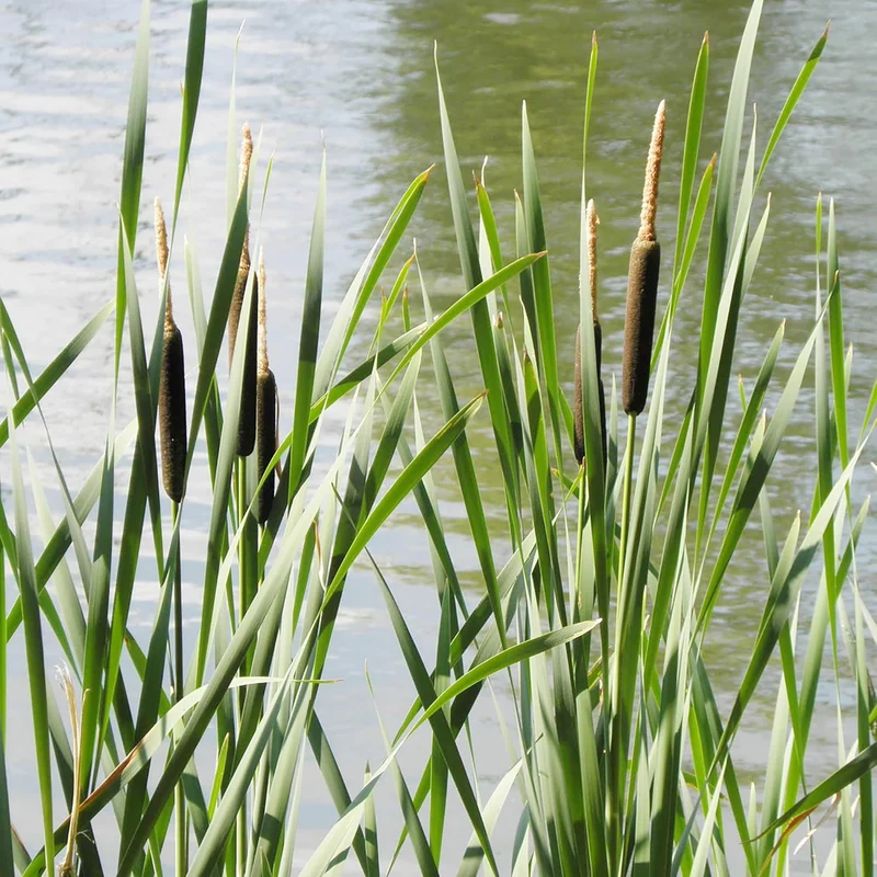Cattail Seeds Typha Latifolia – Perennial, Fast-Growing Ornamental for Ponds & Bog Gardens